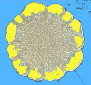 Pseudomonas flourescens